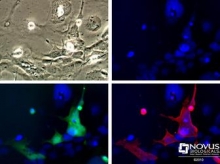 NB600-310 - GFP